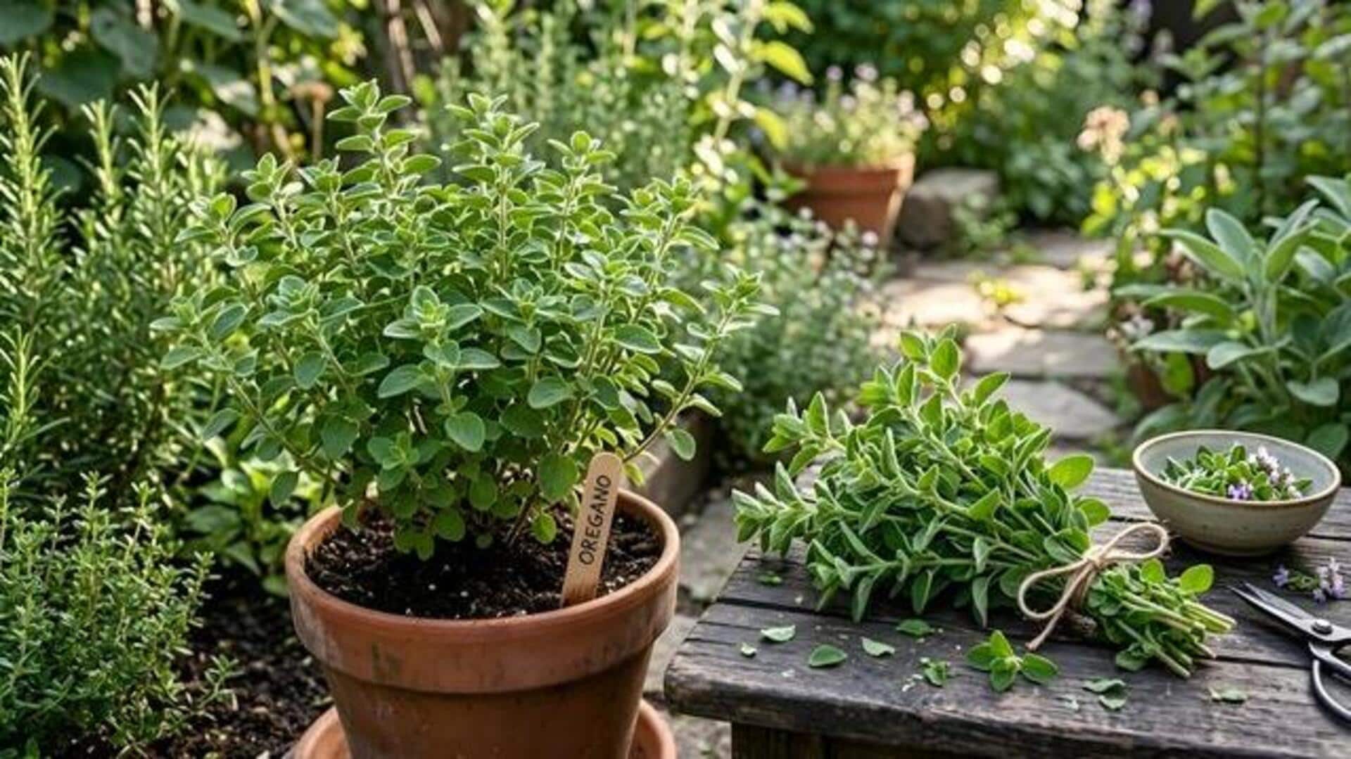 How to grow oregano indoors