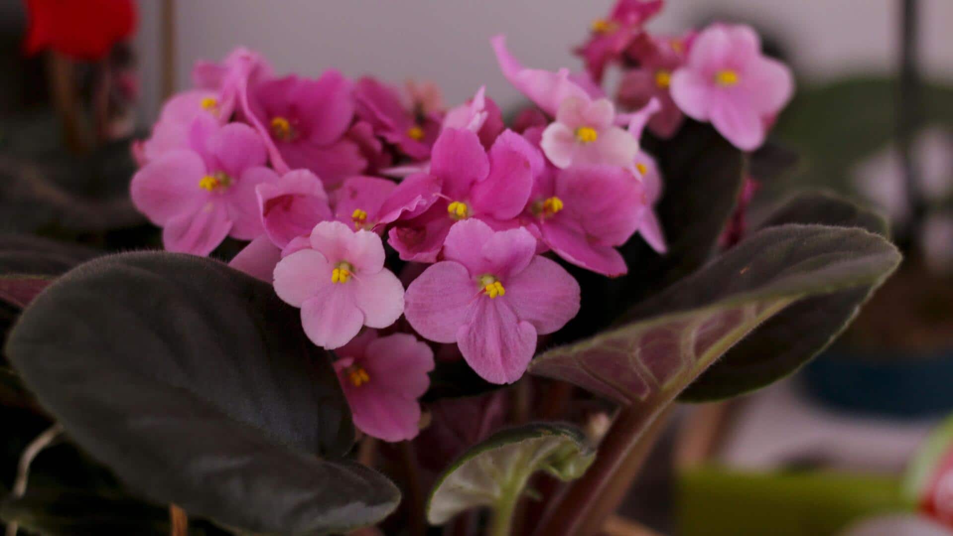 Keep your African violets blooming with these tips