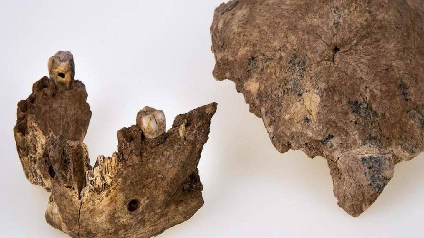 A new mystery human species has been discovered in Israel