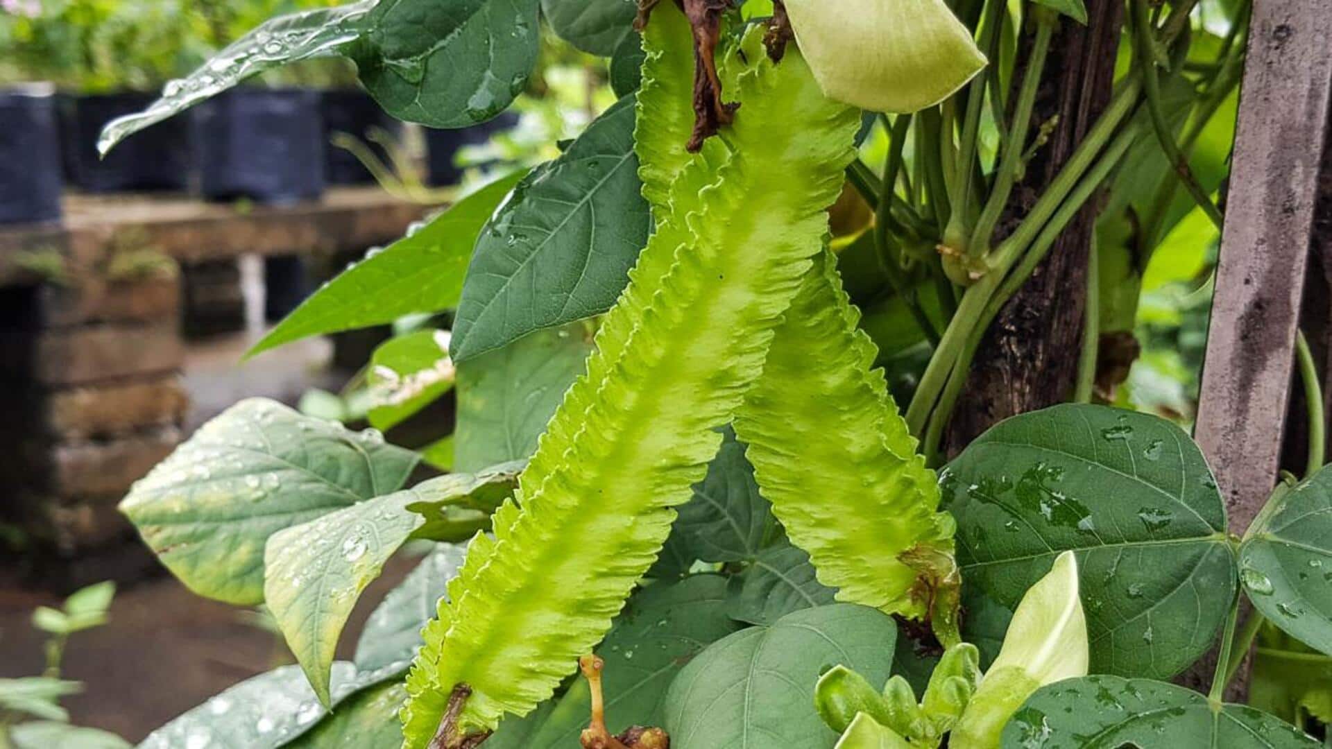 Tips to grow winged bean plants at home Tips to grow winged bean plants at home