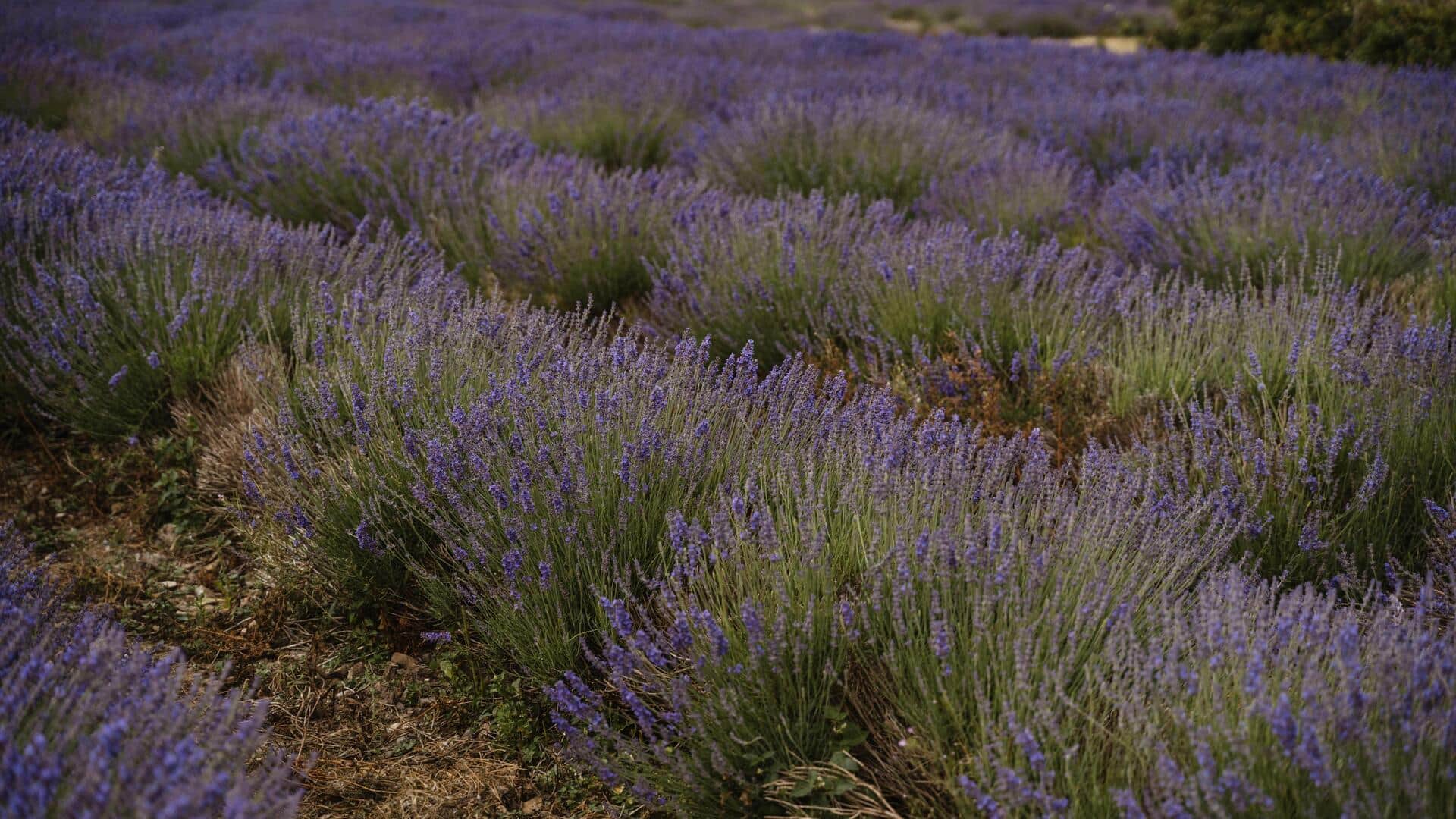 Foolproof tips to grow beautiful lavender in your backyard