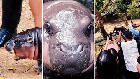 Meet Moo Deng, baby hippo creating buzz at Thai zoo