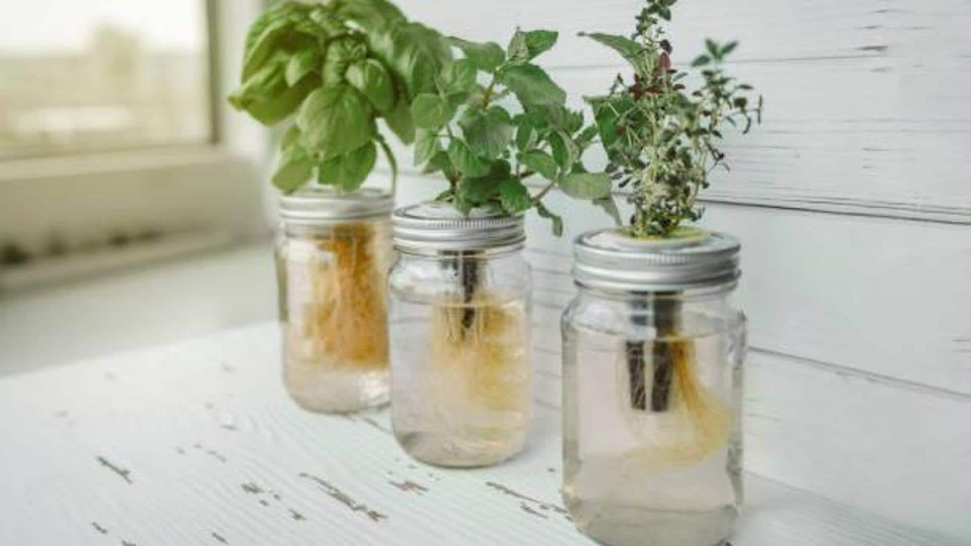 DIY hydroponics for indoor plants: 5 tips
