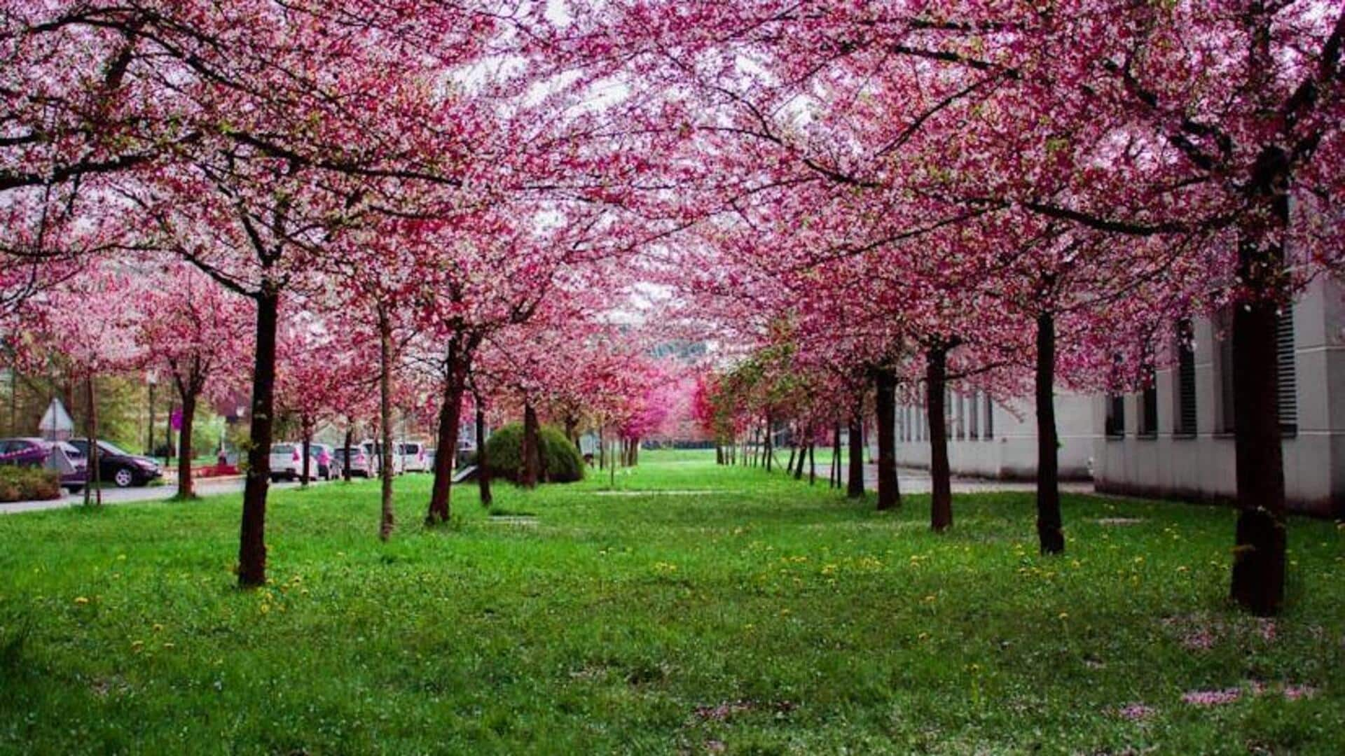 Kyoto's cherry blossom season: A spectacular springtime journey