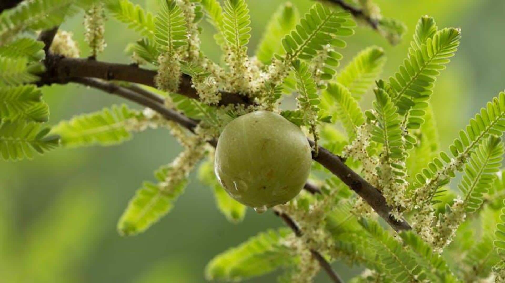 Amla's hidden benefits for hair and nails