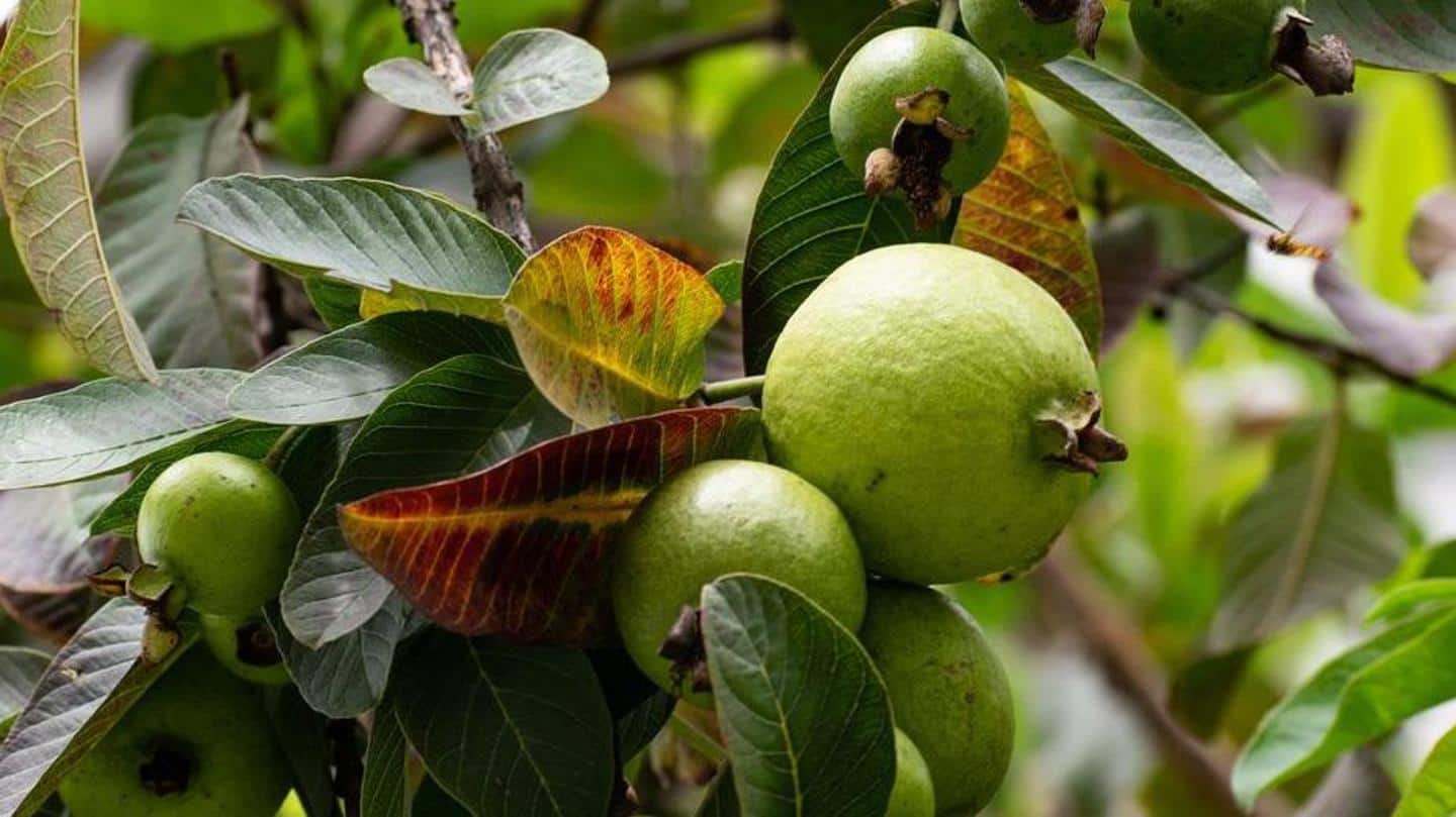health benefits of guava nectar