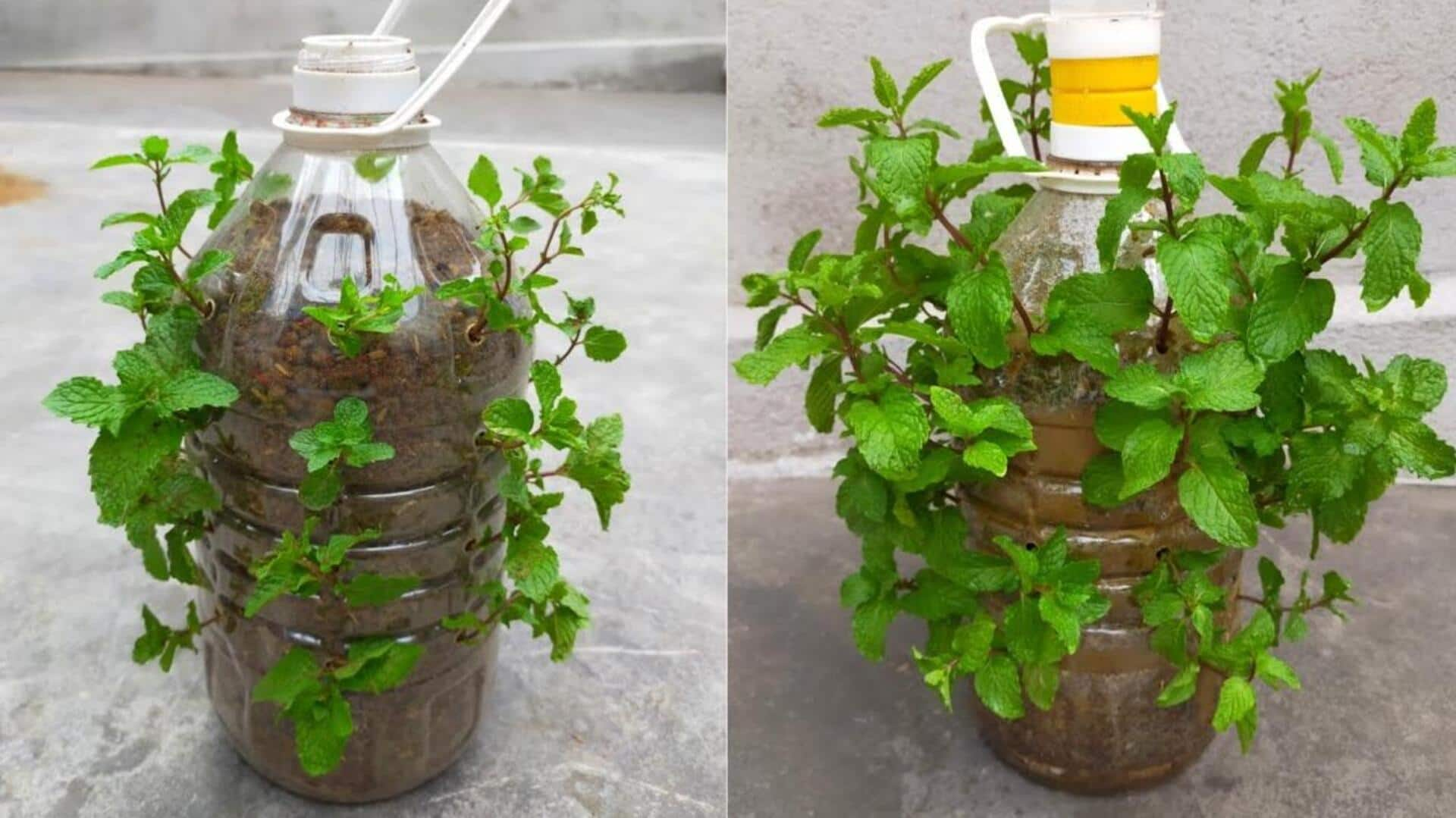 Growing aromatic peppermint in upcycled water bottles