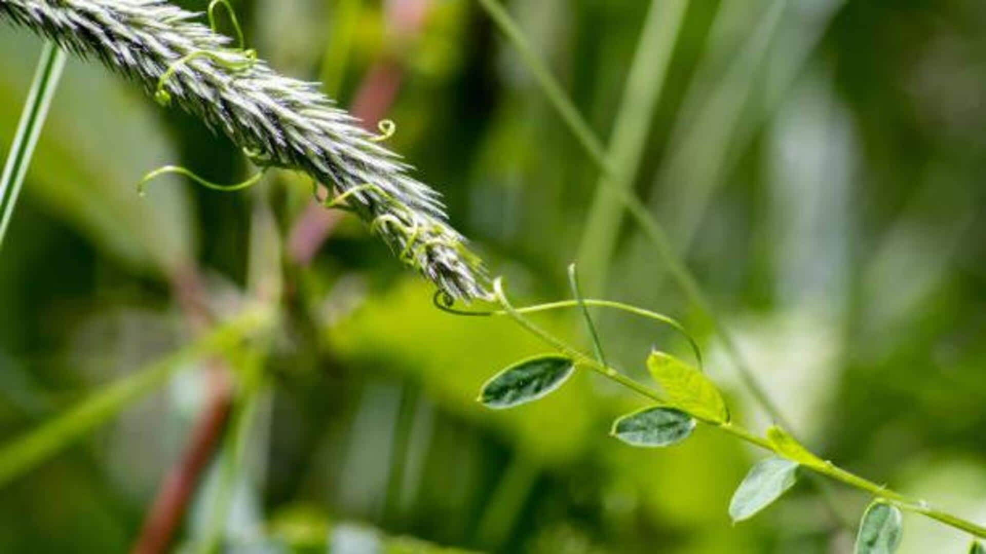 Vetch: The sustainable legume you need in your meals 