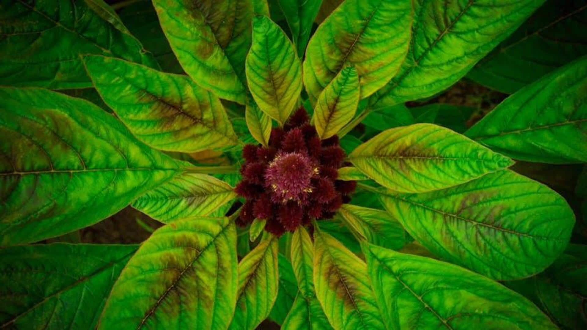 Discover the culinary treasures of African amaranth leaves