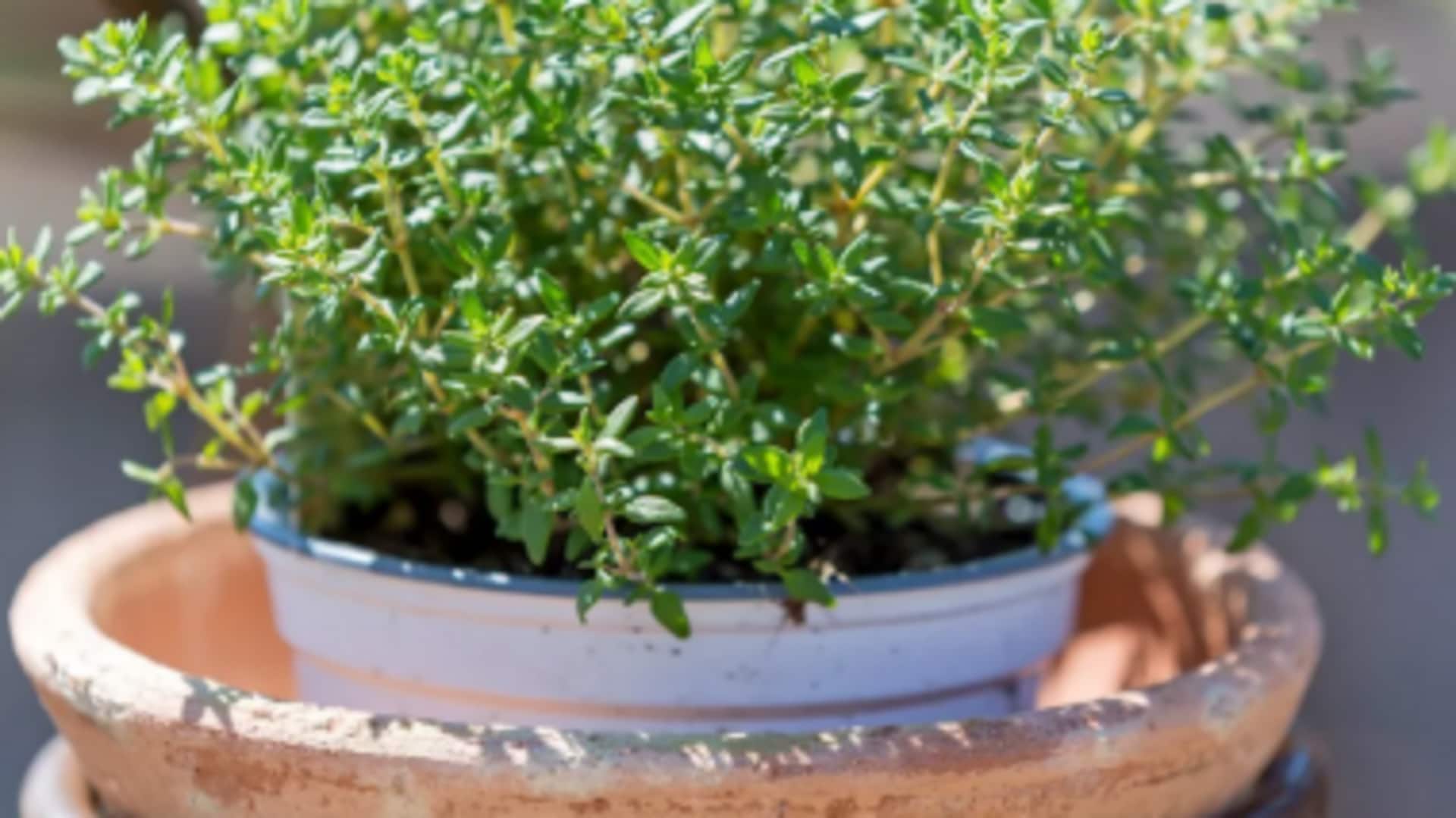 How to grow thyme at home How to grow thyme at home