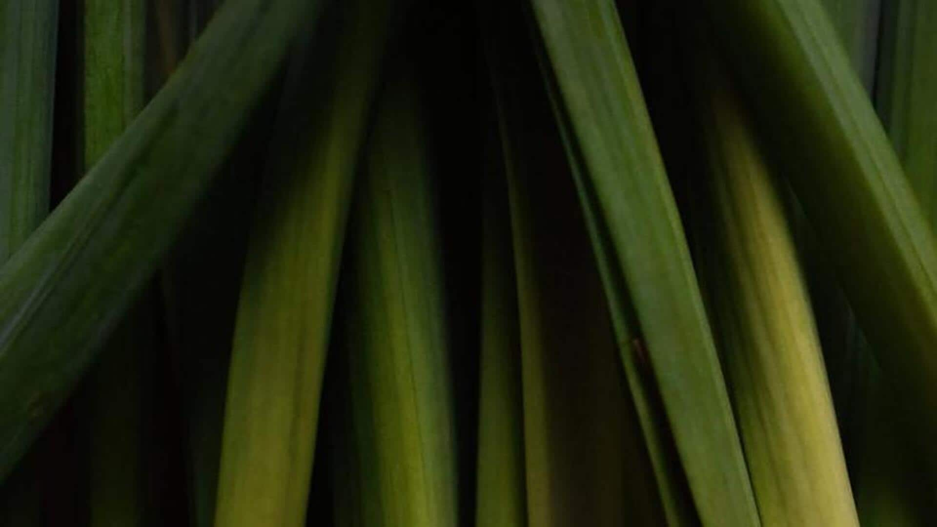 Exploring lemongrass's anxiety-reducing powers