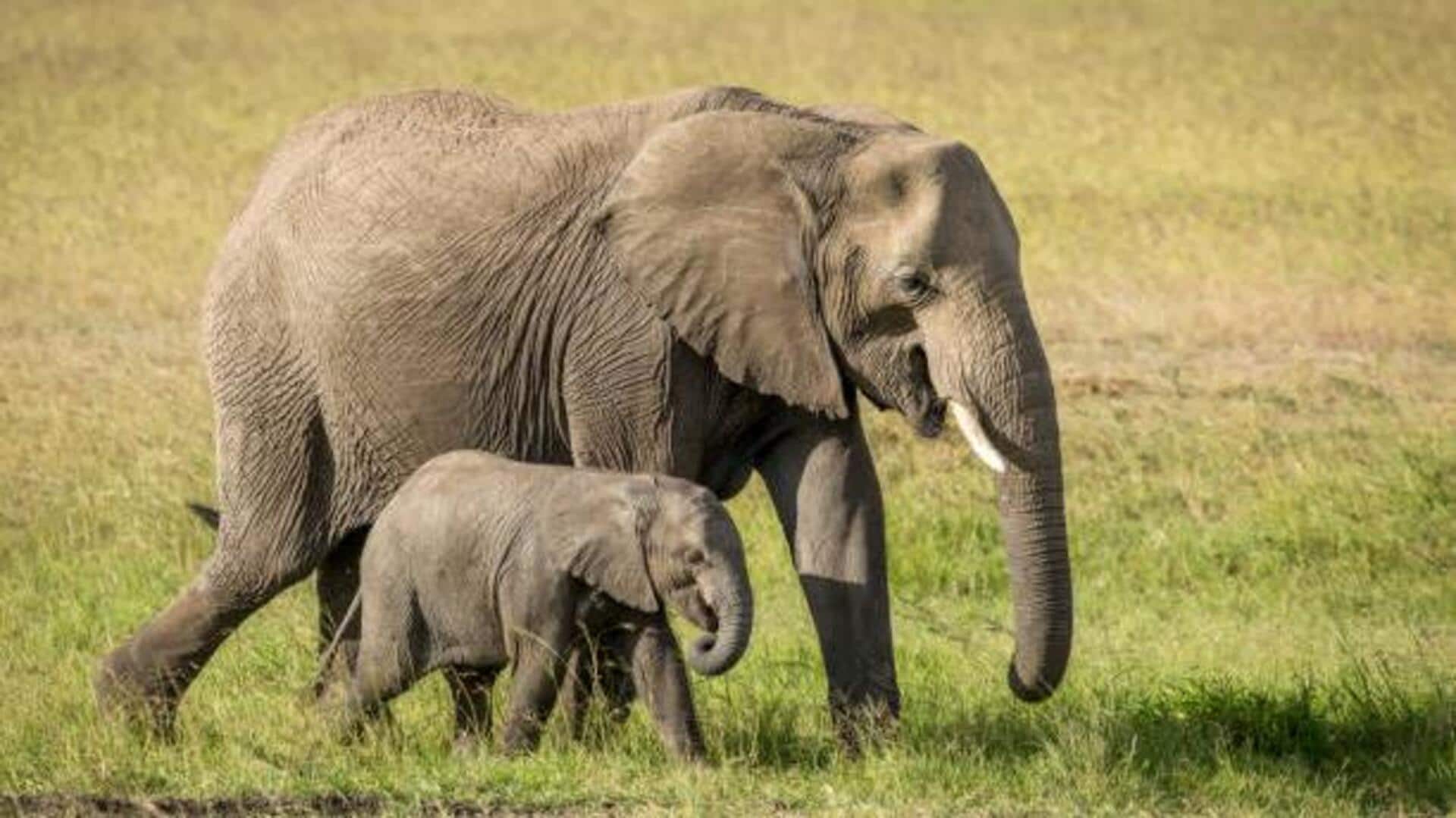 Walking with elephants in Botswana: A guide Walking with elephants in Botswana: A guide