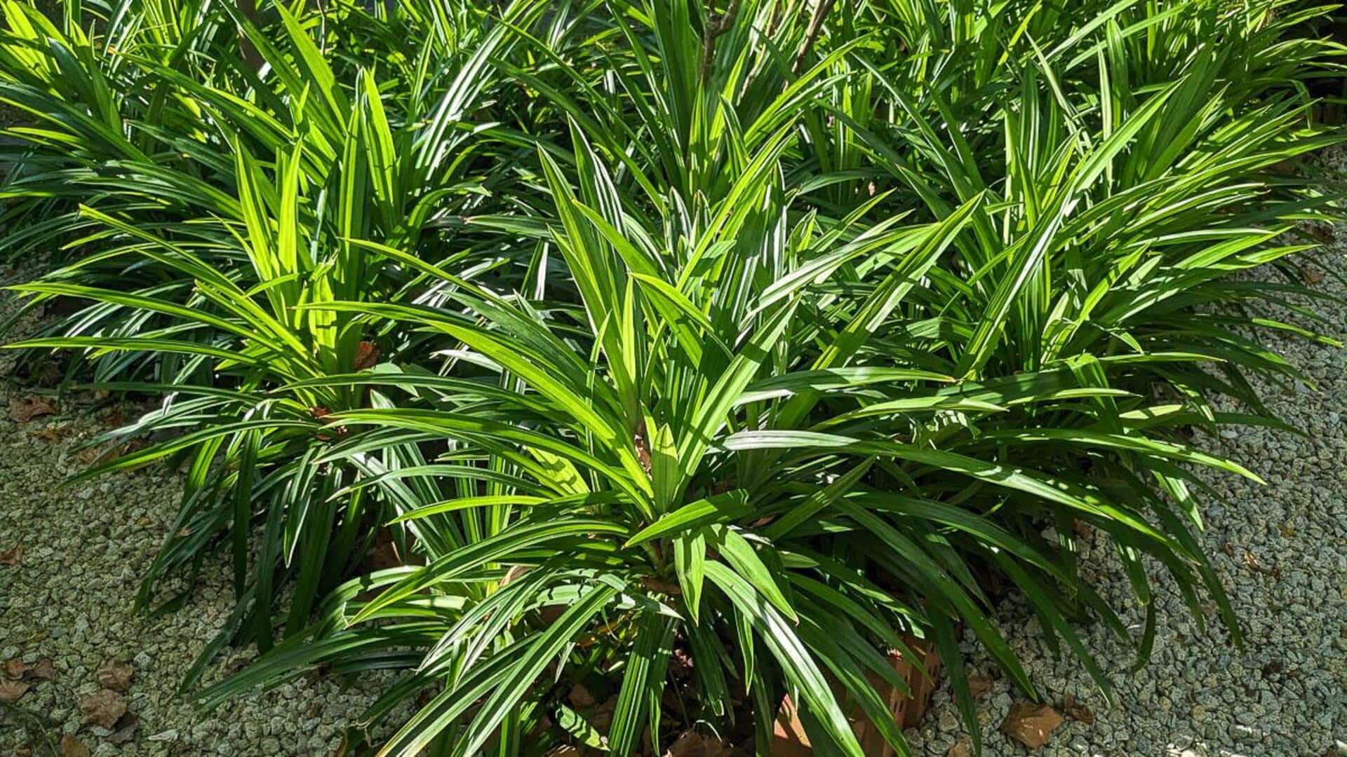How to grow pandan at your home