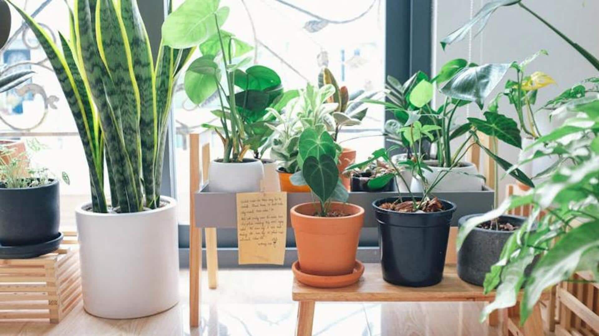 This simple hack can make your Bohemian home decor lively This simple hack can make your Bohemian home decor lively
