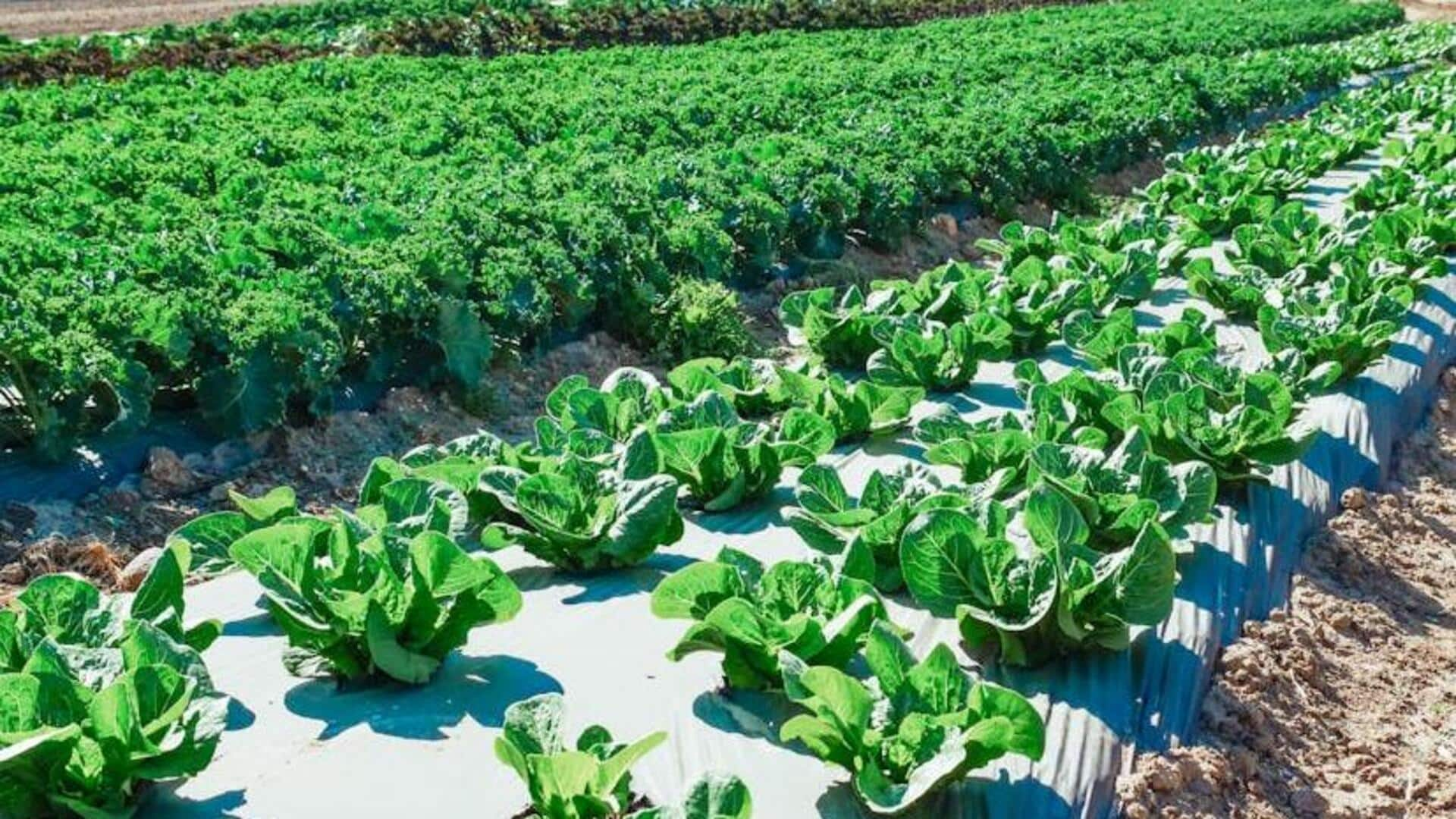 Cultivating crispy kale in home gardens