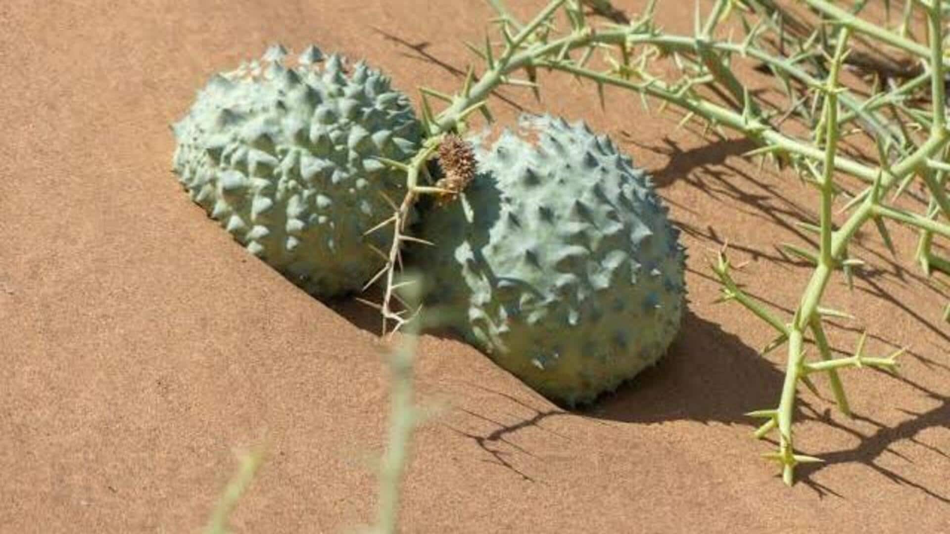 What exactly are nara melons?
