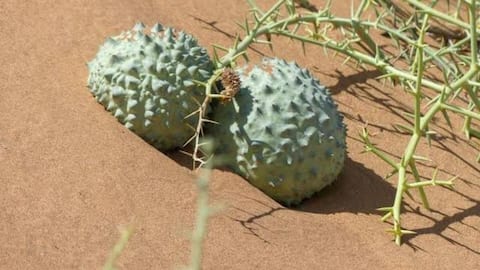 What exactly are nara melons?