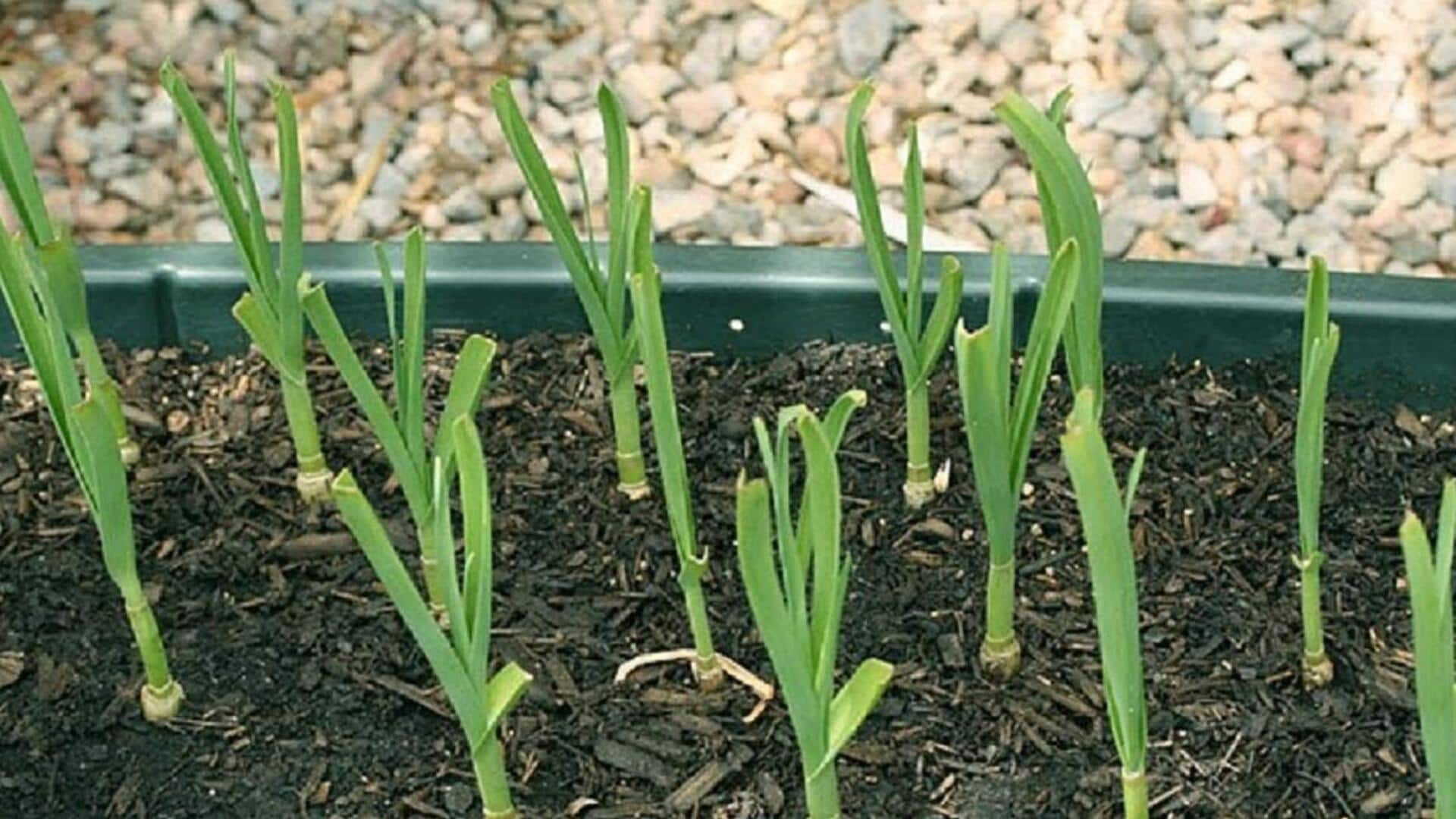 Glowing garlic greens: 5 flavorful garden tips