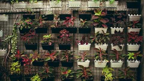 Build a beautiful vertical garden without spending much