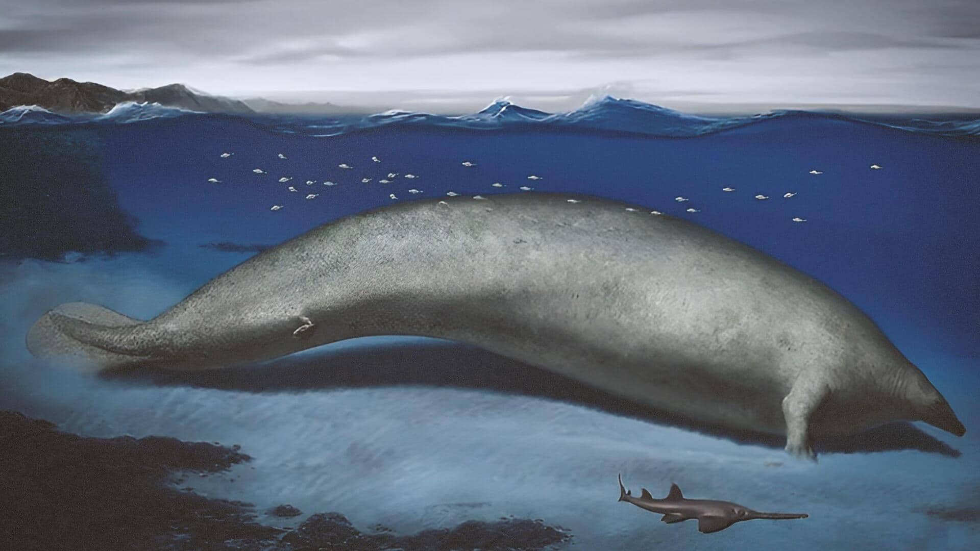 Ancient whale found in Peru may be Earth's heaviest animal
