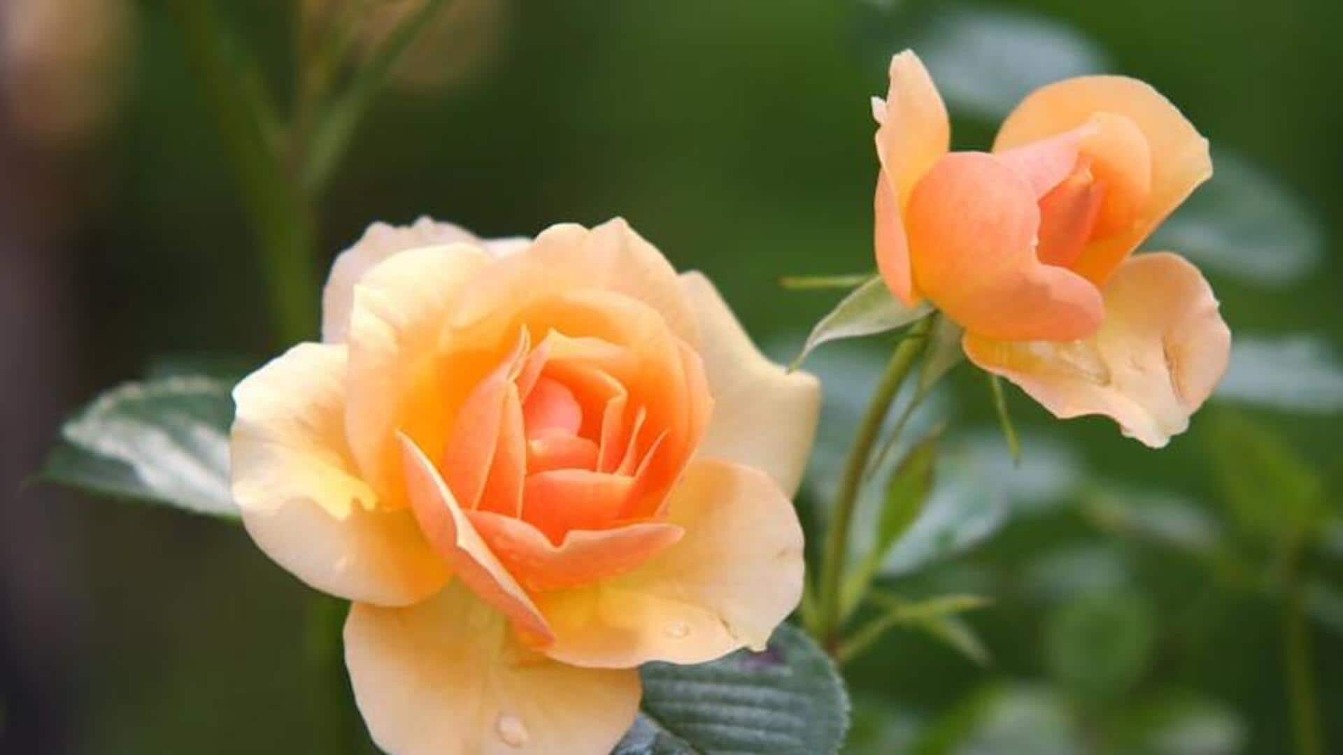 Winter protection for roses: 5 cold weather strategies