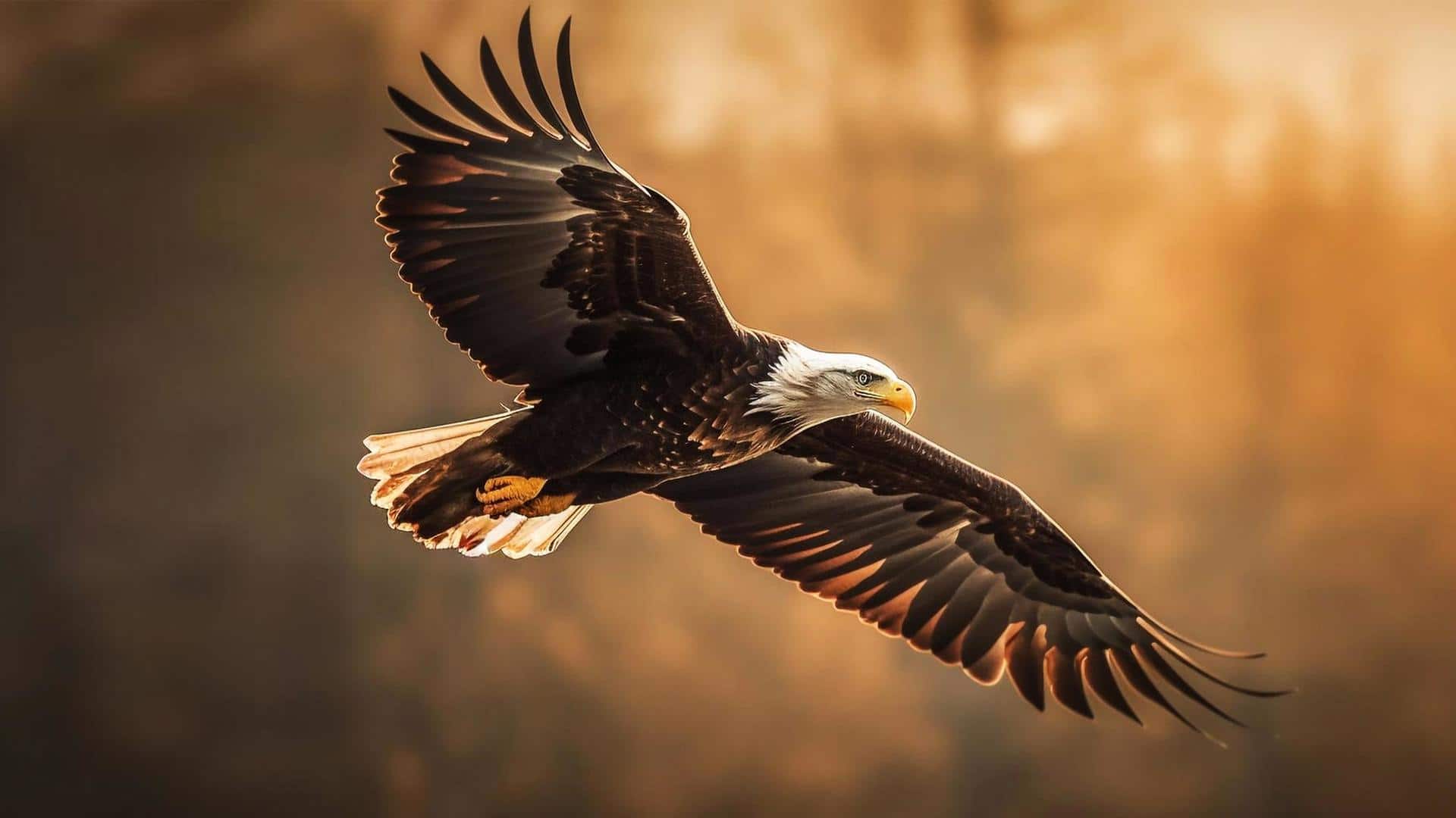 5 amazing facts you probably didn't know about eagles