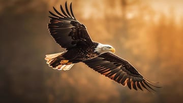 5 Things You Didn't Know About Eagles