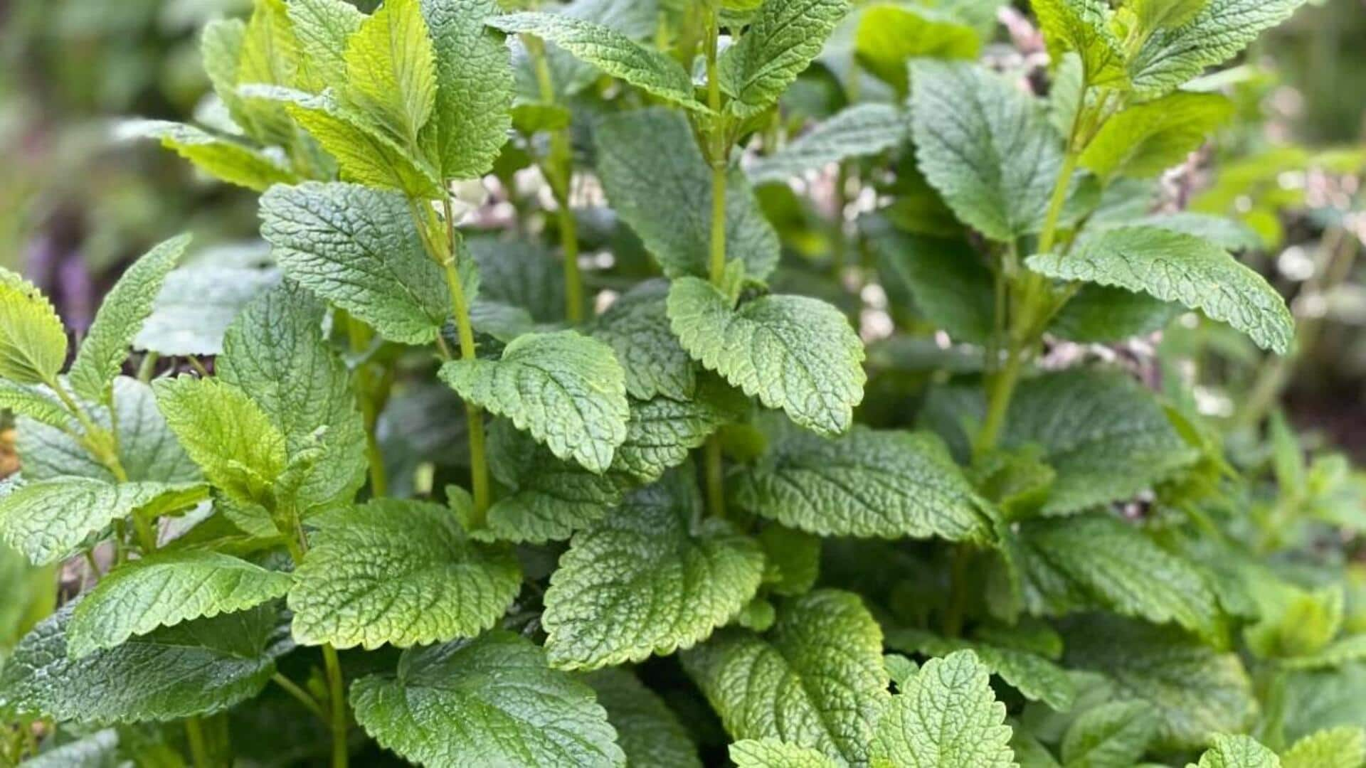 Enhancing evening tea with lemon balm oil