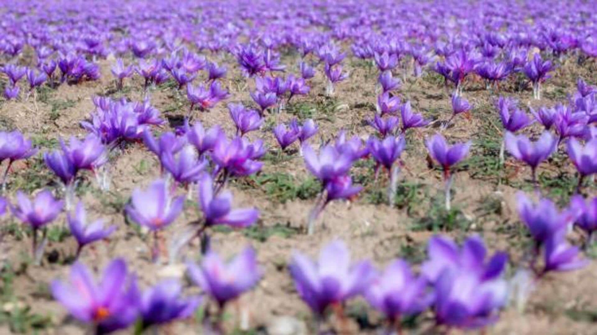 Here's what makes the Himalayan saffron harvest trek special