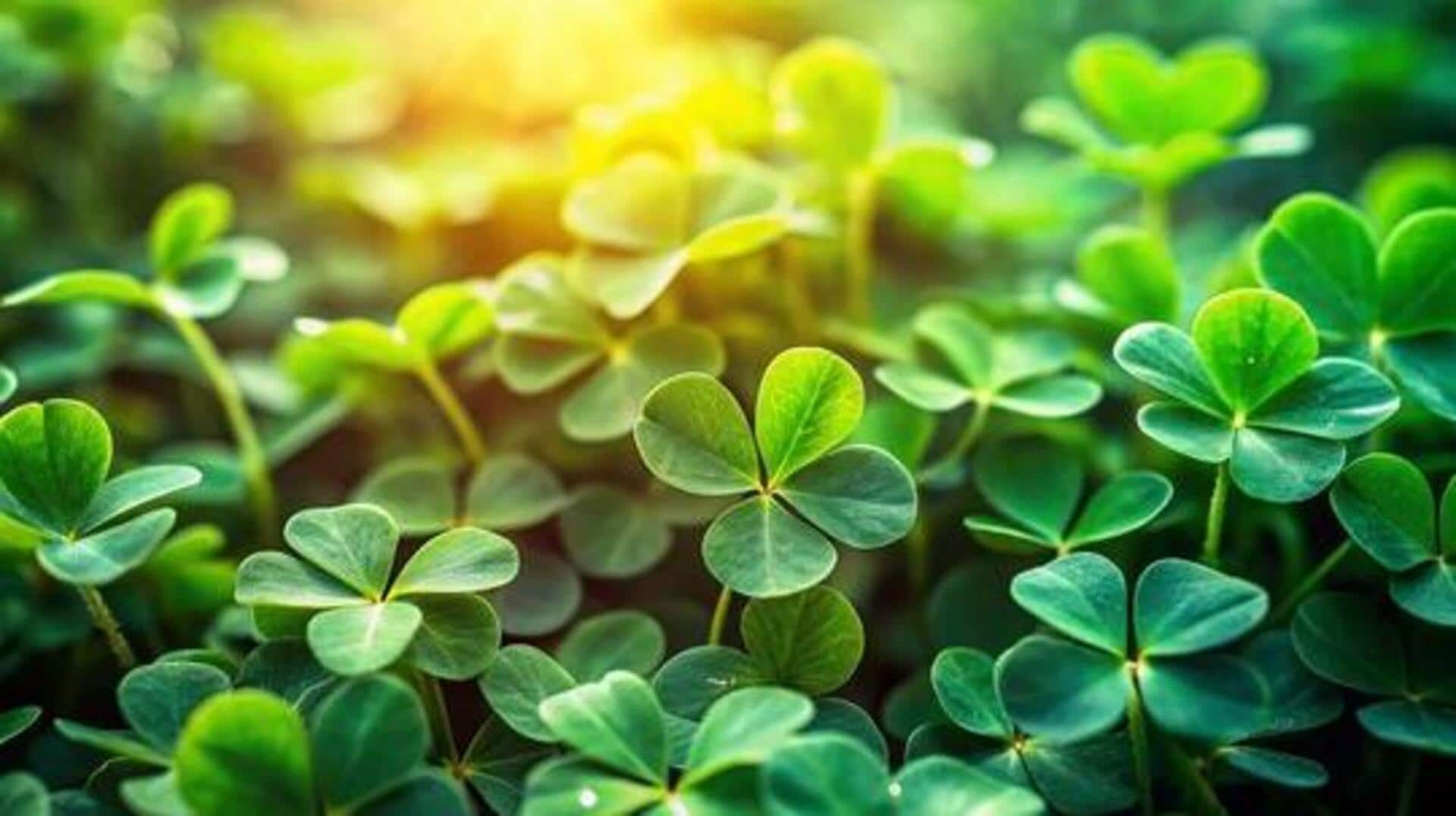 Egyptian clover: Nutrition, uses, and more
