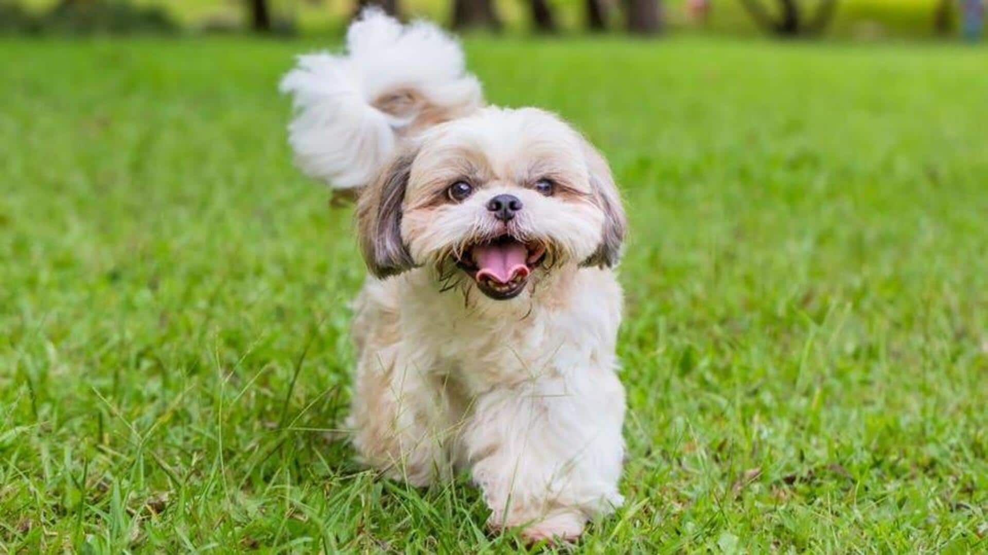 Got a Shih Tzu? Check out its dental care tips