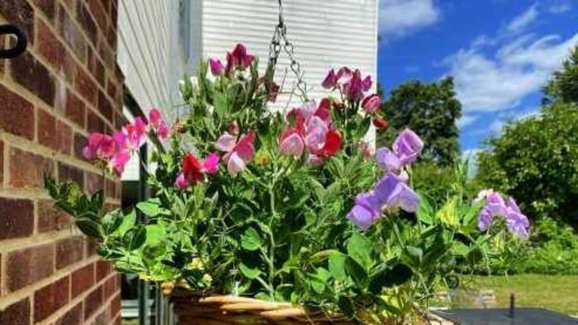 Propagating sweet pea flowers in hanging baskets