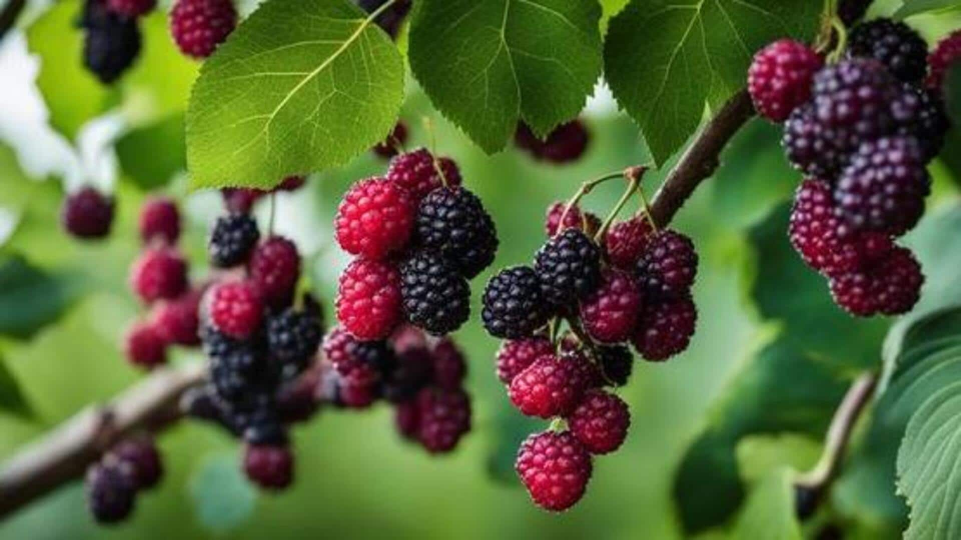 Rejuvenating complexion with mulberry antioxidant power