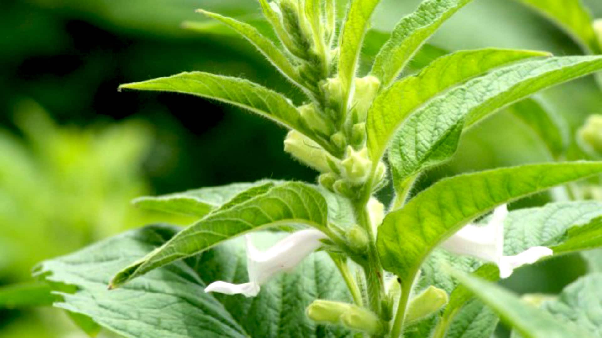 How to grow sesame plant at home
