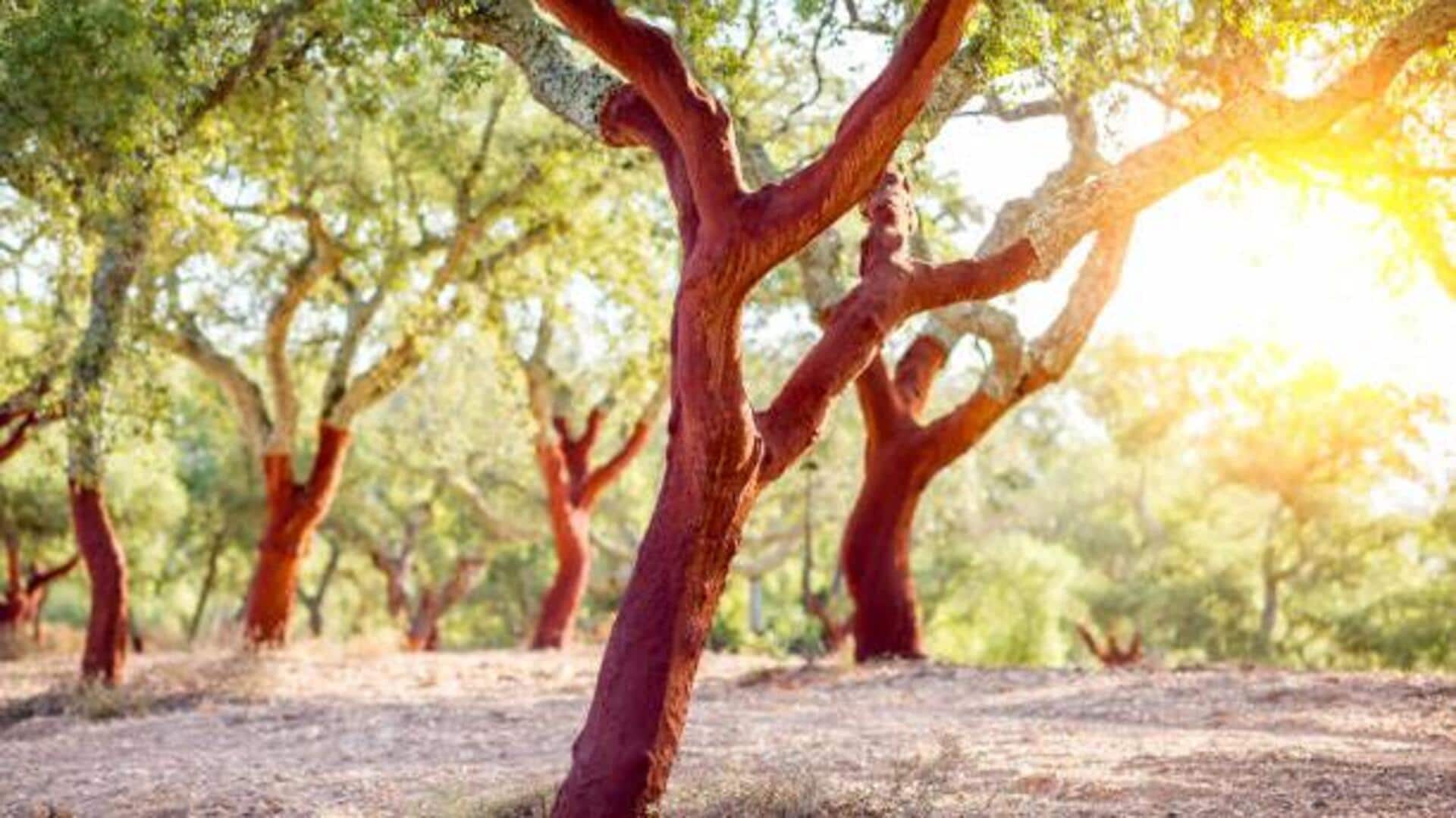 Portugal's cork forests: A must-see natural wonder Portugal's cork forests: A must-see natural wonder