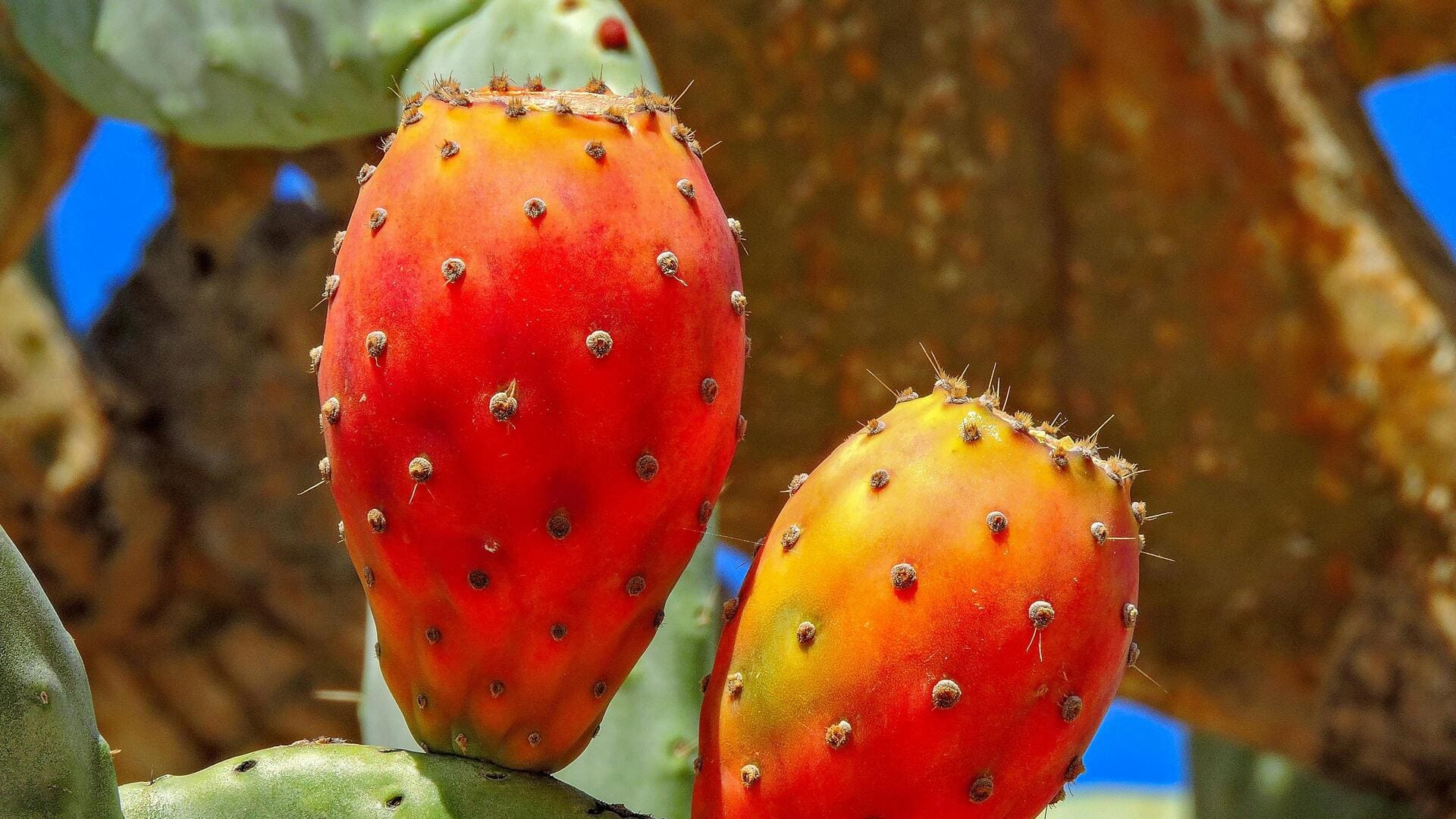 How to add prickly pear to your breakfast