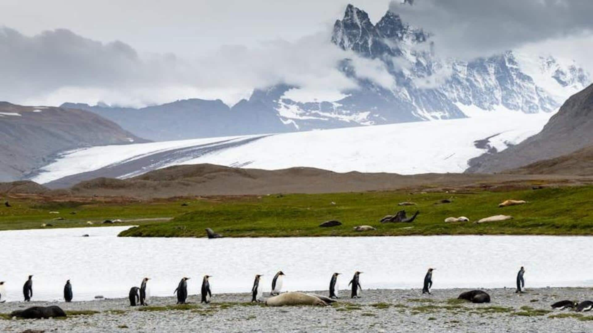 Journey to South Georgia Island: A haven for wildlife enthusiasts