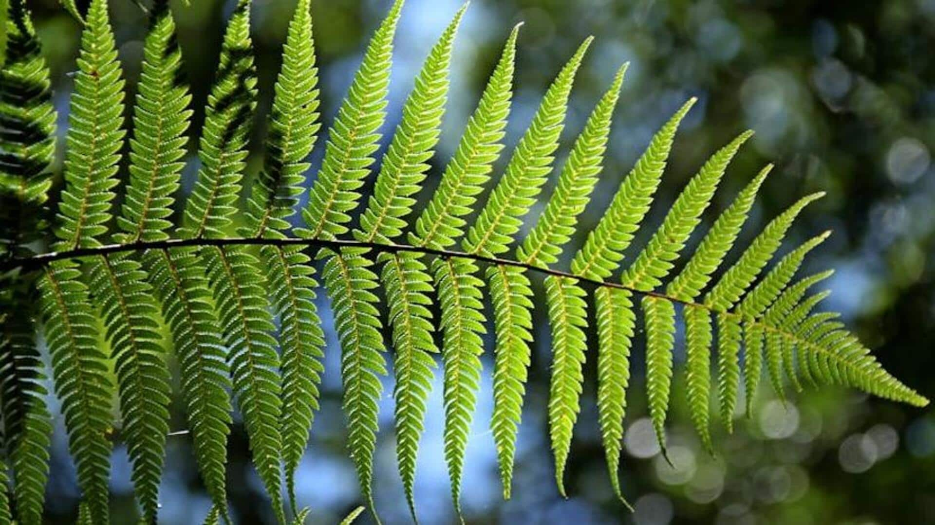 Top fern care secrets for lush greenery