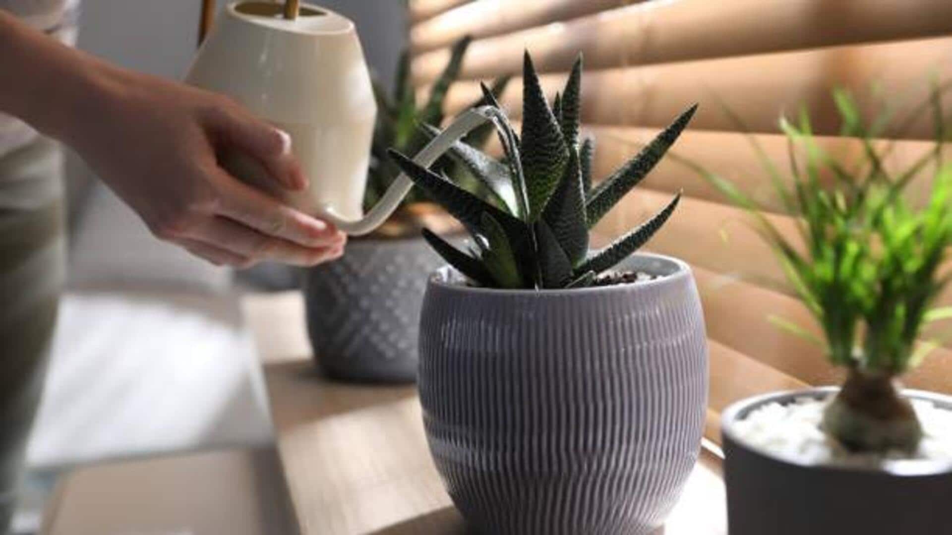 How to water succulents the right way How to water succulents the right way