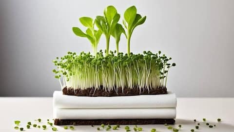 Grow your own thyme with this paper towel hack 