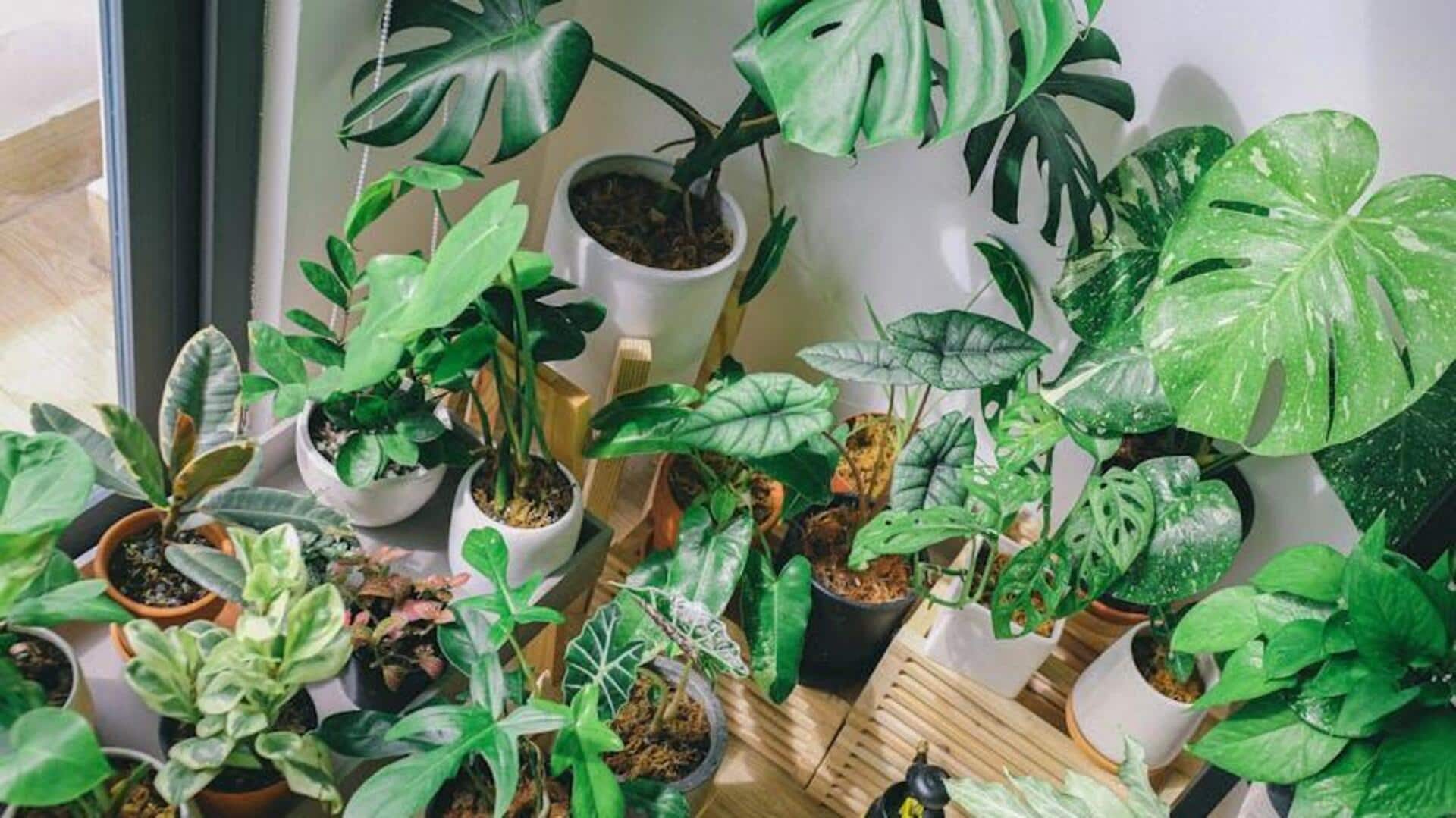 Grow lights 101: A must-have for indoor gardening Grow lights 101: A must-have for indoor gardening