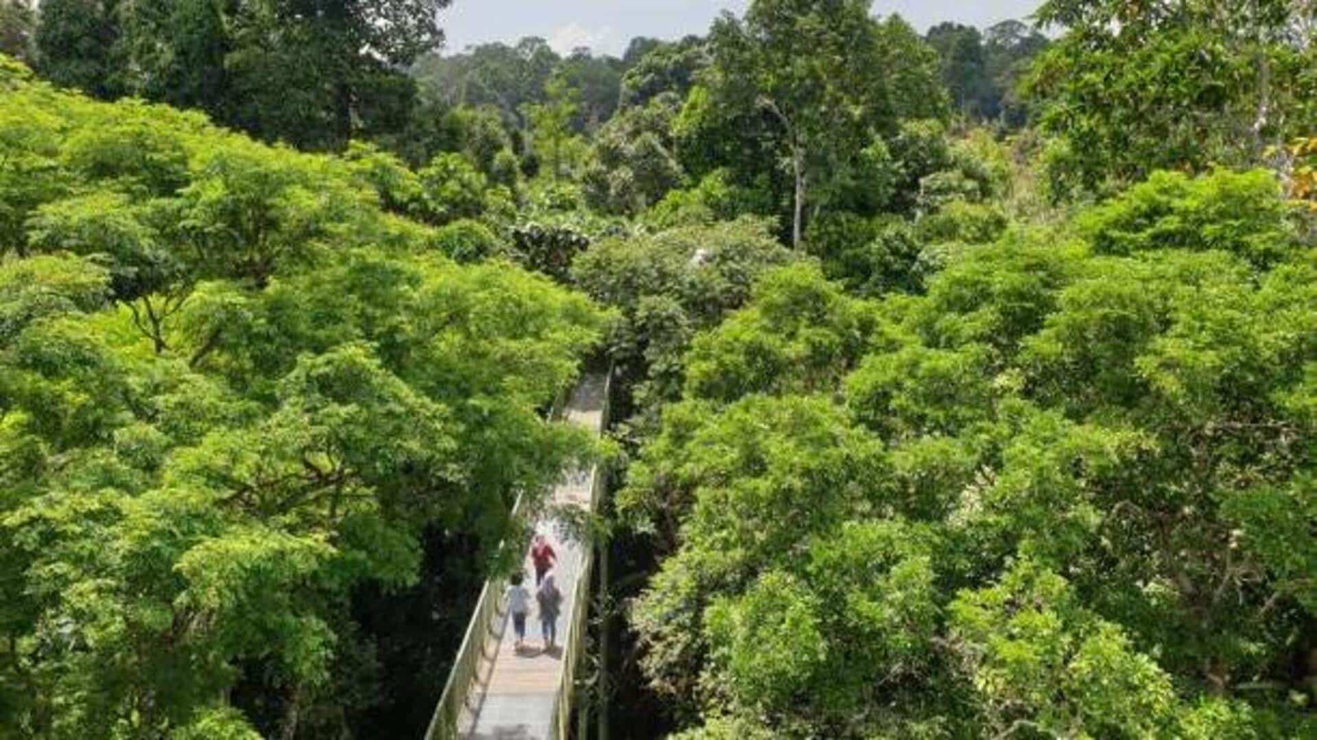 Exploring nature from above: Top forest canopy walks Exploring nature from above: Top forest canopy walks