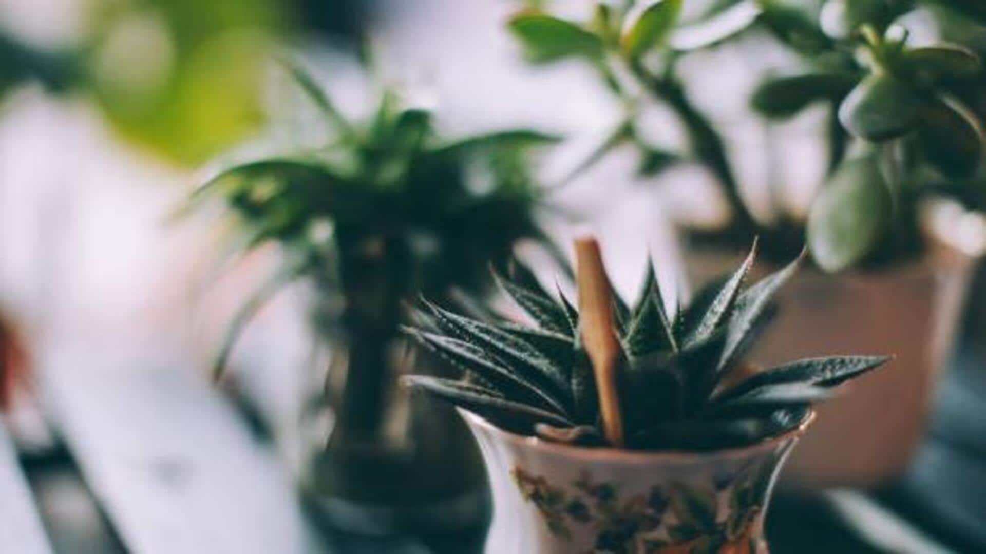 How to care for plants in low-light conditions