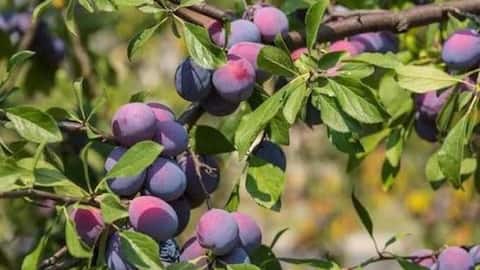 Why health enthusiasts are talking about bush plum