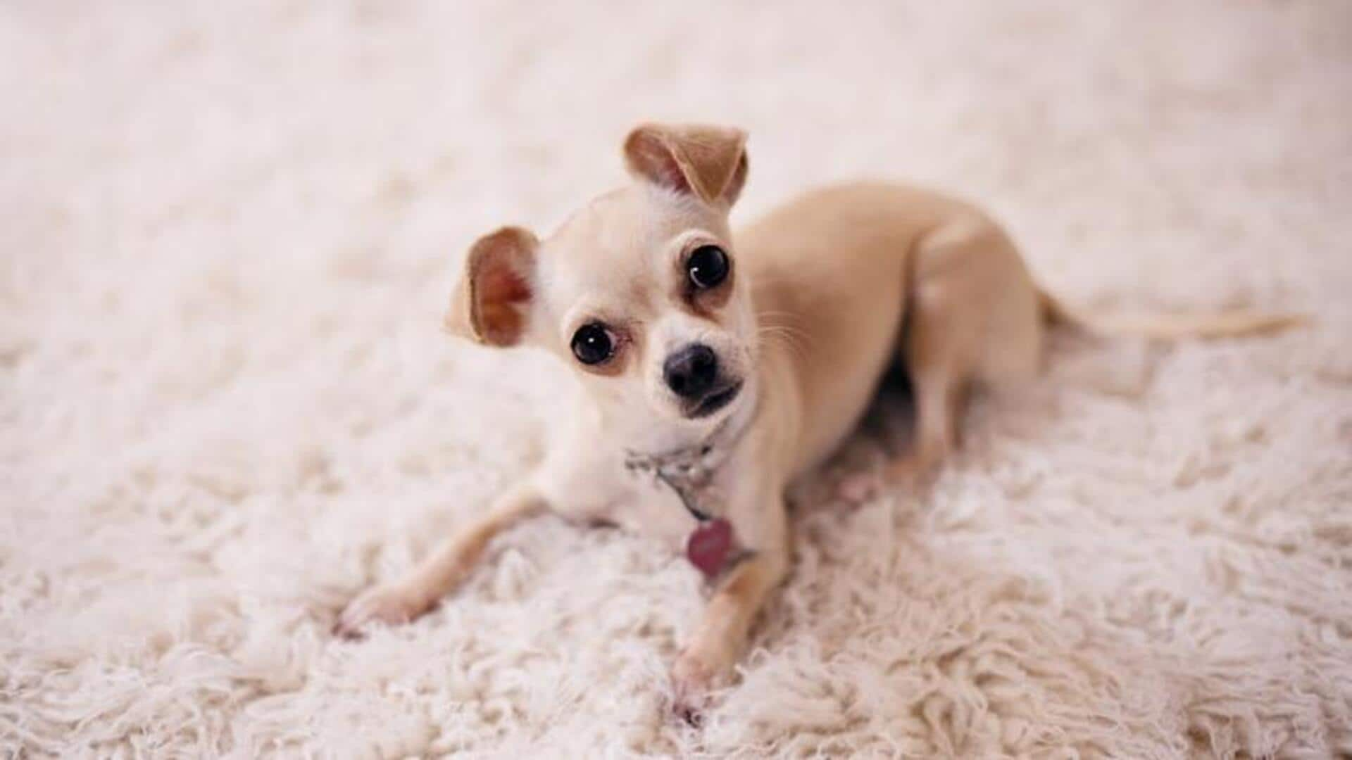 Chihuahua nail care: Essential trimming tips