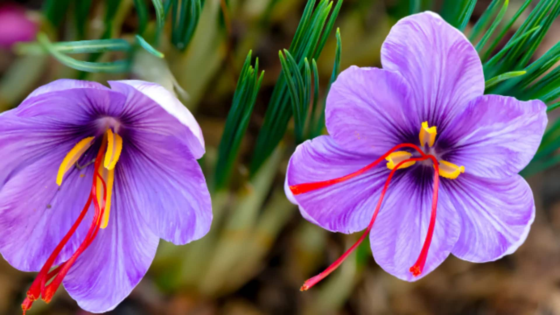 How to grow saffron at home