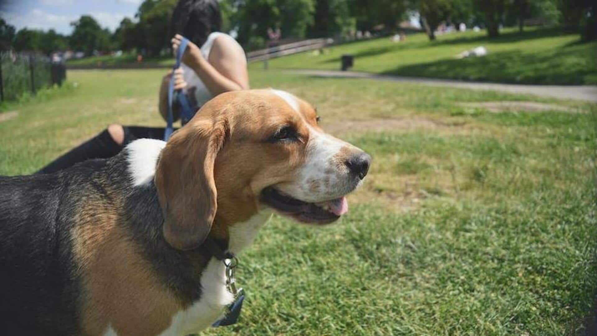 Training Beagle for calm behavior? These tips will help