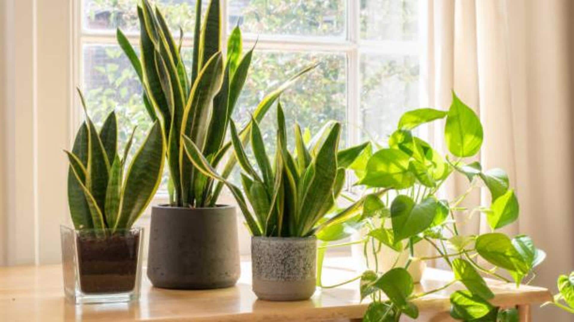 5 houseplants that can calm your mind 5 houseplants that can calm your mind