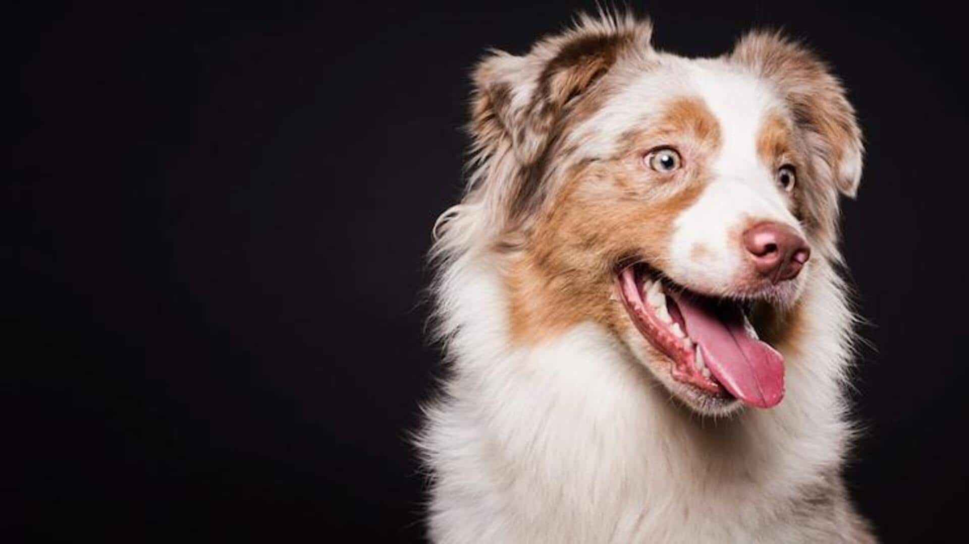 Tips to enhance your Border Collie dog's herding instincts