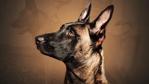 Belgian Malinois: Special Forces' top pick